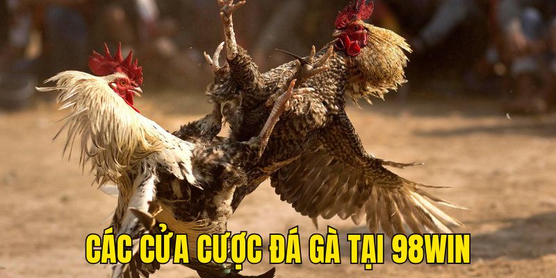 Cửa cược trong đá gà cựa dao 98WIN