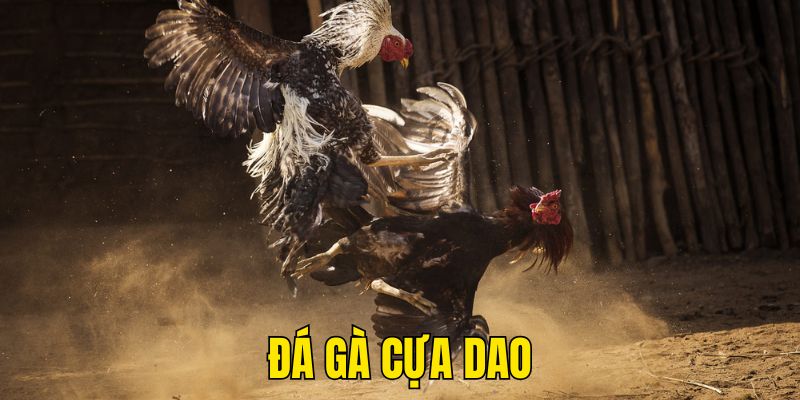 Đá Gà Cựa Dao